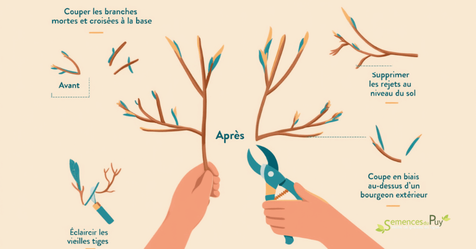 Quand et comment tailler l’amélanchier ?